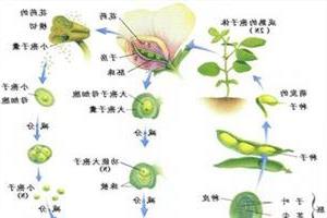 广州供卵试管婴儿总共需要多少钱？