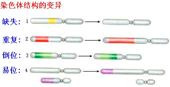俄罗斯做供卵公立自怀试管价格不一定靠谱，俄罗斯做供卵试管自怀供卵价格分为这5大部分!