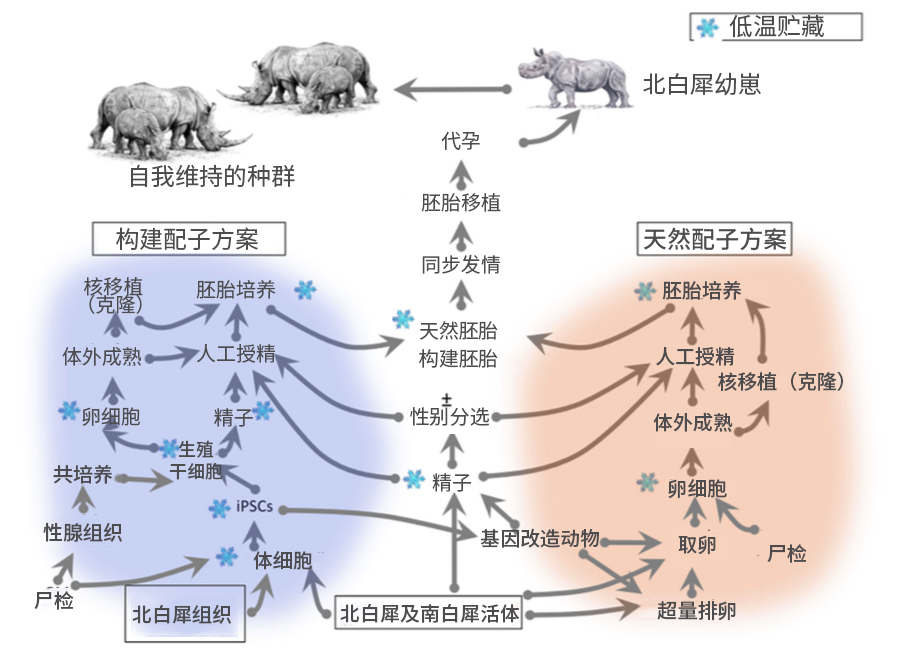 郑州不孕供卵代生自卵自怀，不育供卵试管供精代怀研究中心