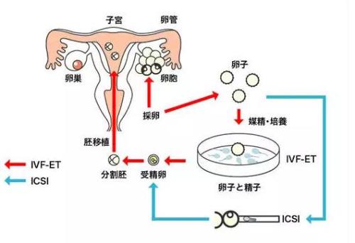 2024年还能办理独生子女证吗（独生子女家庭有政府补贴吗？）